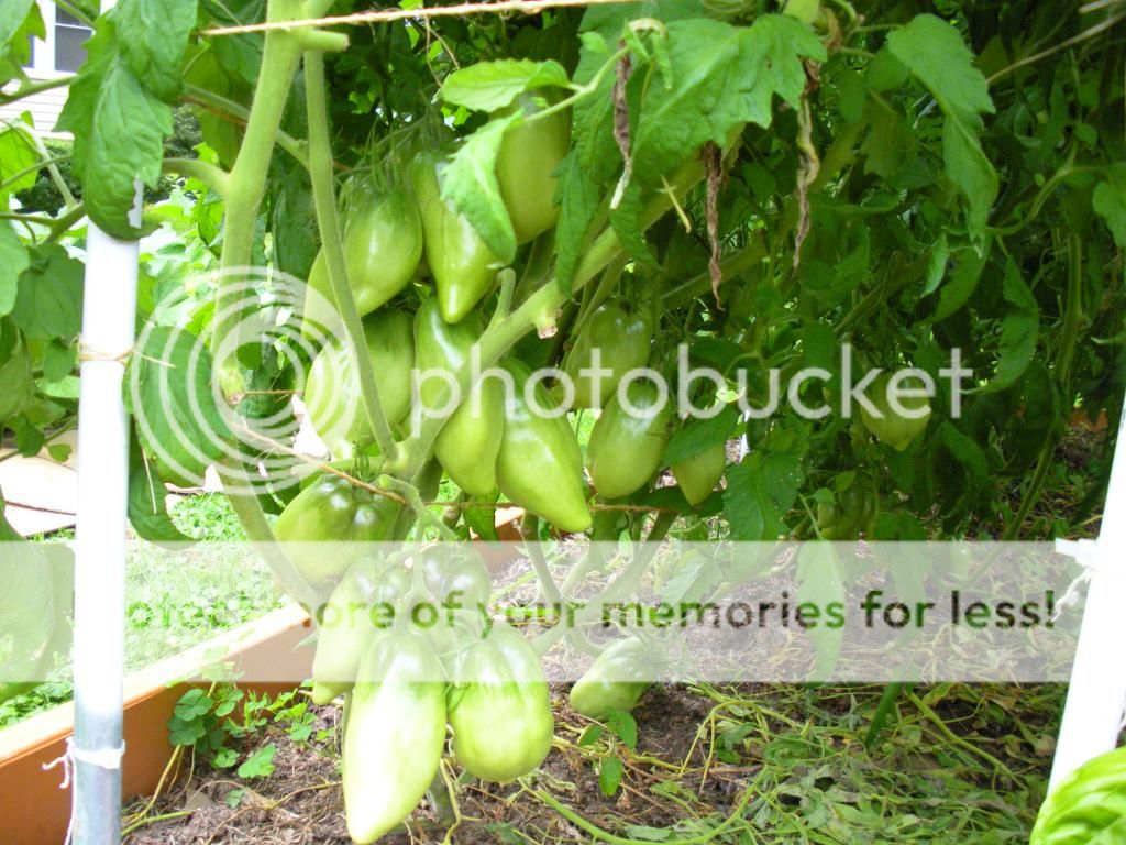  photo Garden8-6-13035.jpg